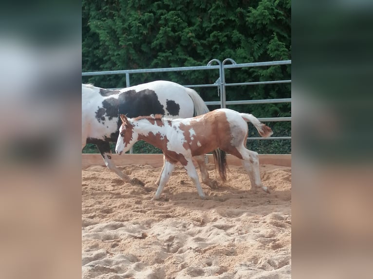 Paint Horse Gelding 2 years 14,3 hh Tovero-all-colors in Ahorn