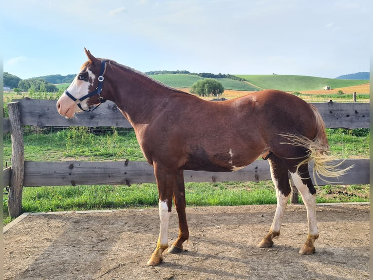 Paint Horse Gelding 2 years 15,1 hh Overo-all-colors in Presov