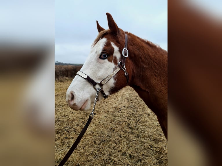 Paint Horse Gelding 2 years 15,1 hh Overo-all-colors in Presov