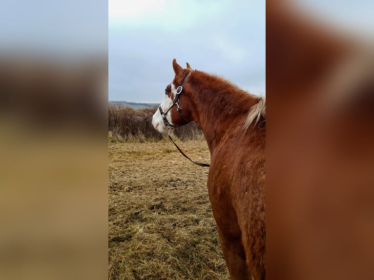 Paint Horse Gelding 2 years 15,1 hh Overo-all-colors in Presov