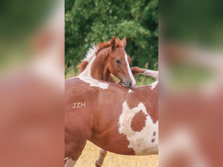 Paint Horse Gelding 2 years 15 hh Chestnut in Düsseldorf Paint Horse Gelding 2 years 15 hh Chestnut in Düsseldorf