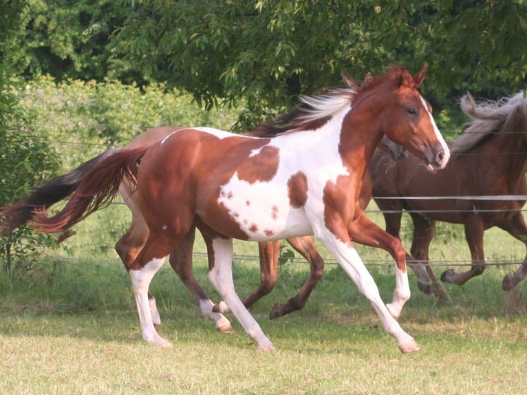 Paint Horse Gelding 2 years 15 hh Chestnut in Düsseldorf Paint Horse Gelding 2 years 15 hh Chestnut in Düsseldorf