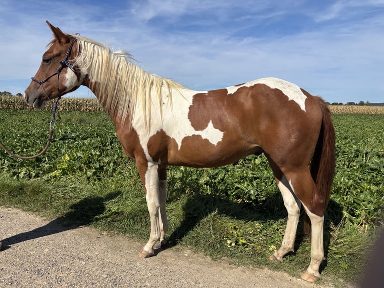Paint Horse Gelding 2 years 15 hh Tobiano-all-colors in Bemelen Paint Horse Gelding 2 years 15 hh Tobiano-all-colors in Bemelen