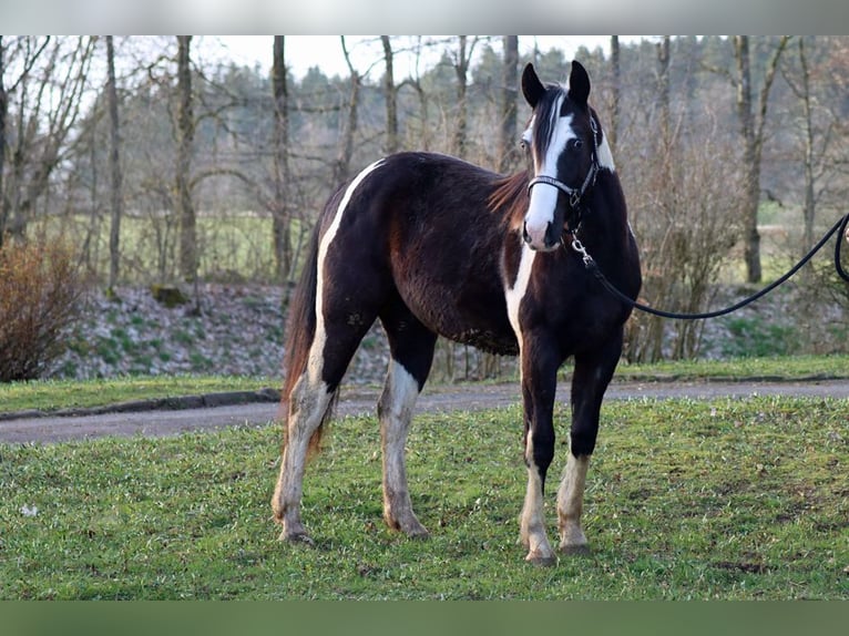 Paint Horse Gelding 2 years 15 hh Tobiano-all-colors in Hellenthal
