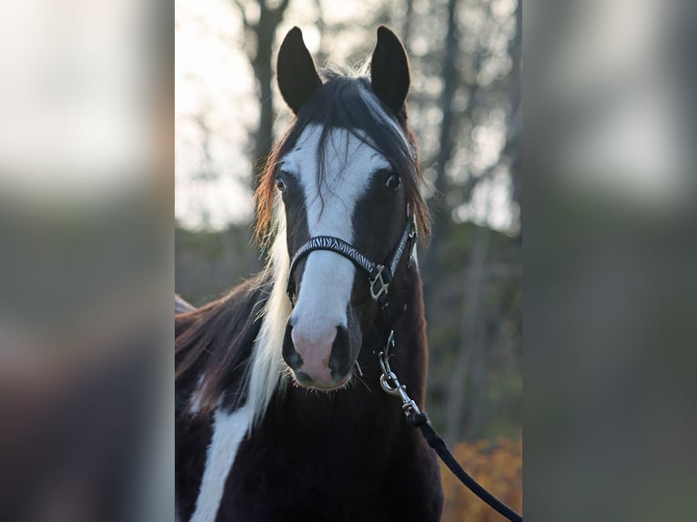 Paint Horse Gelding 2 years 15 hh Tobiano-all-colors in Hellenthal