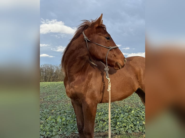 Paint Horse Gelding 2 years 15,1 hh Chestnut-Red in Büttelborn Paint Horse Gelding 2 years 15,1 hh Chestnut-Red in Büttelborn