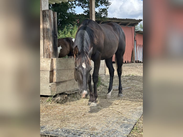 Paint Horse Gelding 2 years Black in Gschwandt