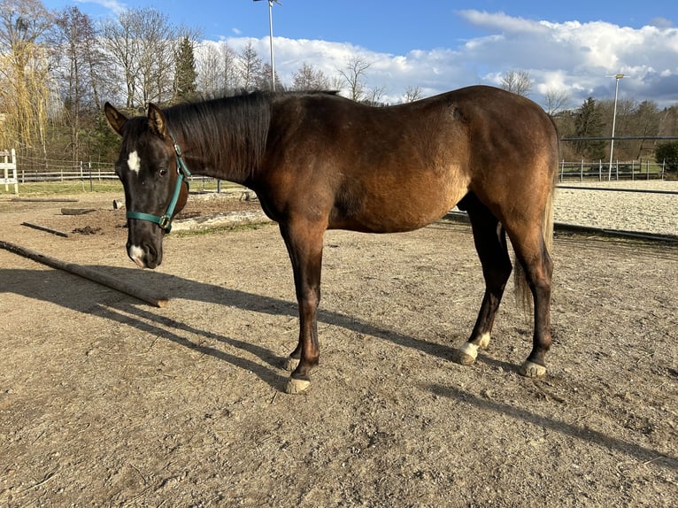 Paint Horse Gelding 2 years Black in Gschwandt