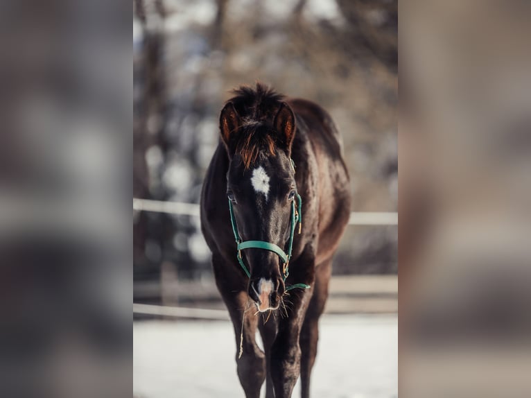 Paint Horse Gelding 2 years Black in Gschwandt