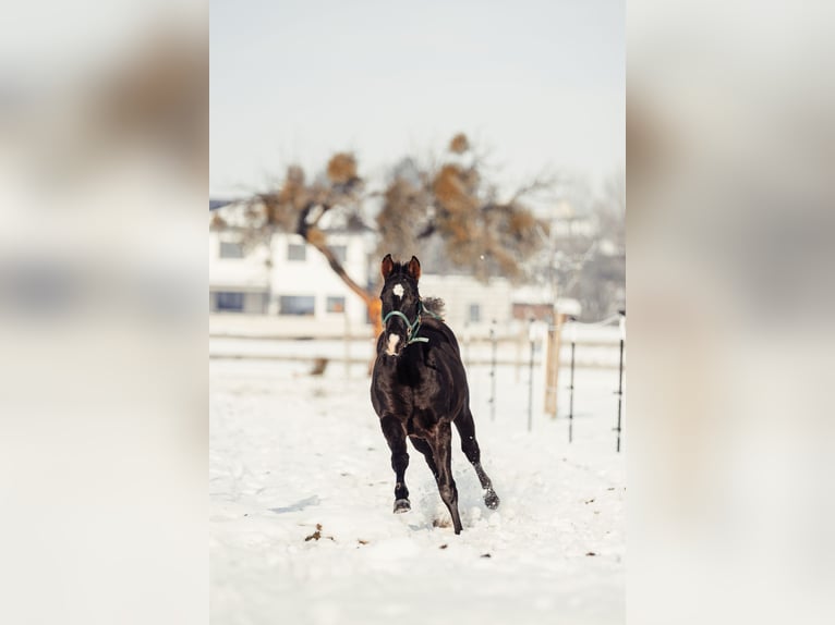 Paint Horse Gelding 2 years Black in Gschwandt