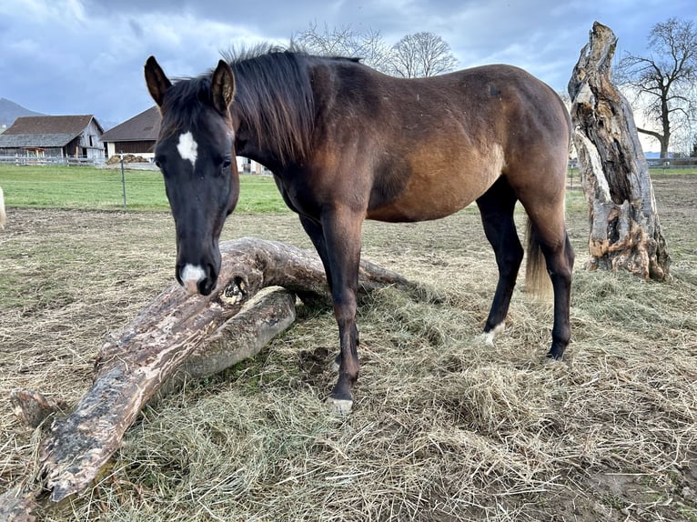 Paint Horse Gelding 2 years Black in Gschwandt