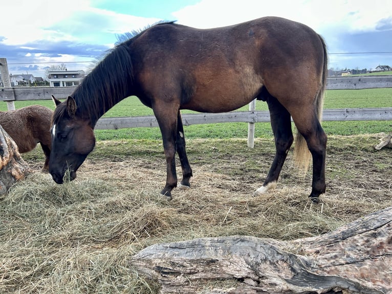 Paint Horse Gelding 2 years Black in Gschwandt