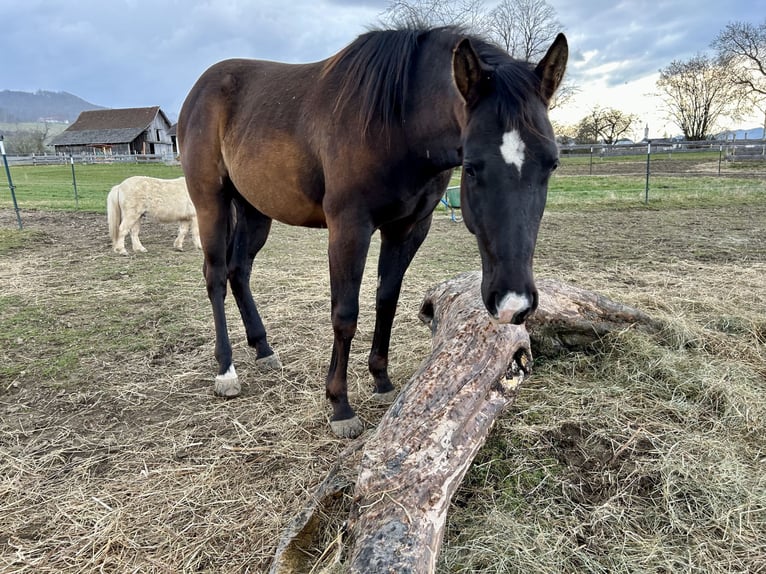 Paint Horse Gelding 2 years Black in Gschwandt