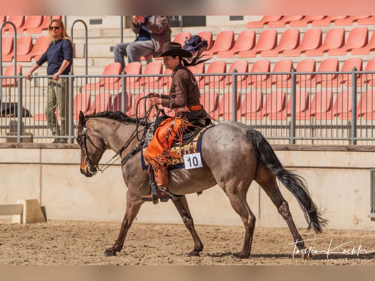 Paint Horse Gelding 2 years Roan-Red in MarlowMarlow