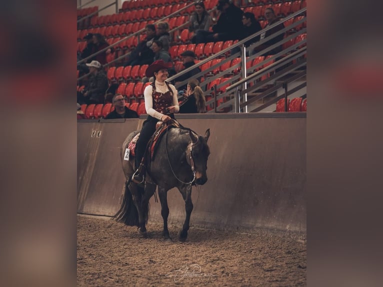 Paint Horse Gelding 2 years Roan-Red in MarlowMarlow