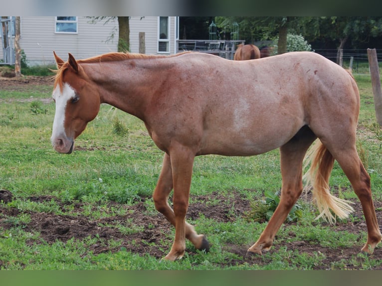 Paint Horse Gelding 2 years Roan-Red in MarlowMarlow