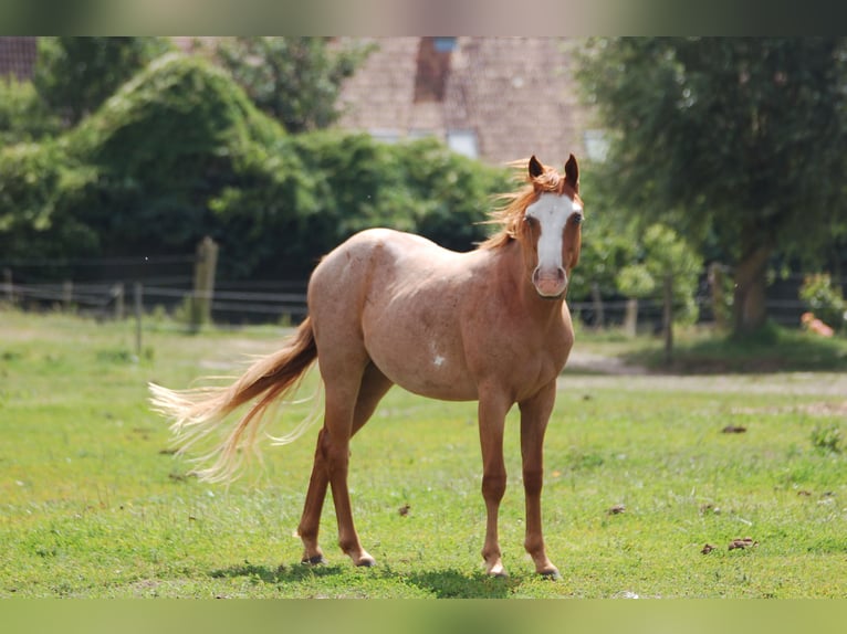 Paint Horse Gelding 2 years Roan-Red in MarlowMarlow