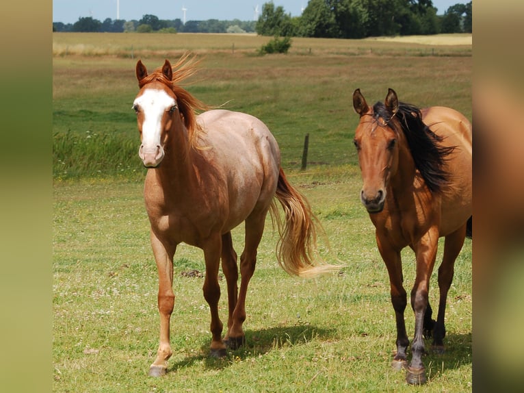 Paint Horse Gelding 2 years Roan-Red in MarlowMarlow