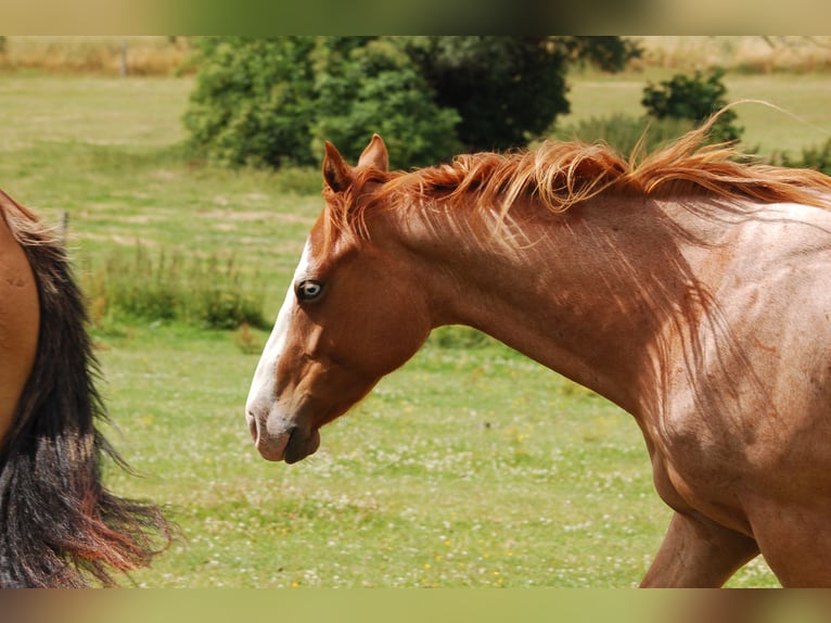Paint Horse Gelding 2 years Roan-Red in MarlowMarlow