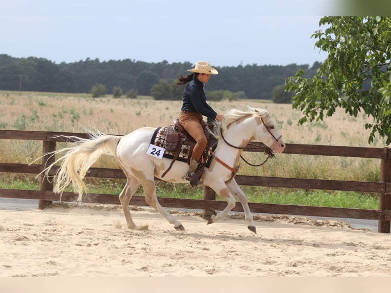 Paint Horse Gelding 2 years Roan-Red in MarlowMarlow