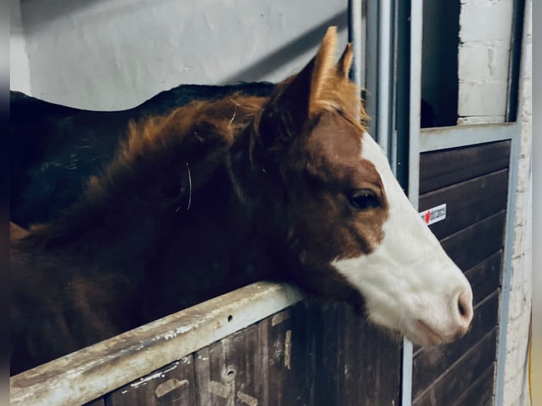 Paint Horse Gelding 3 years 14,1 hh Chestnut-Red in Lampertheim