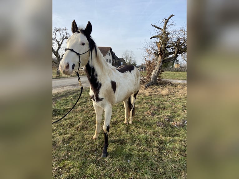 Paint Horse Gelding 3 years 14,1 hh Overo-all-colors in Wörth am MainWörth