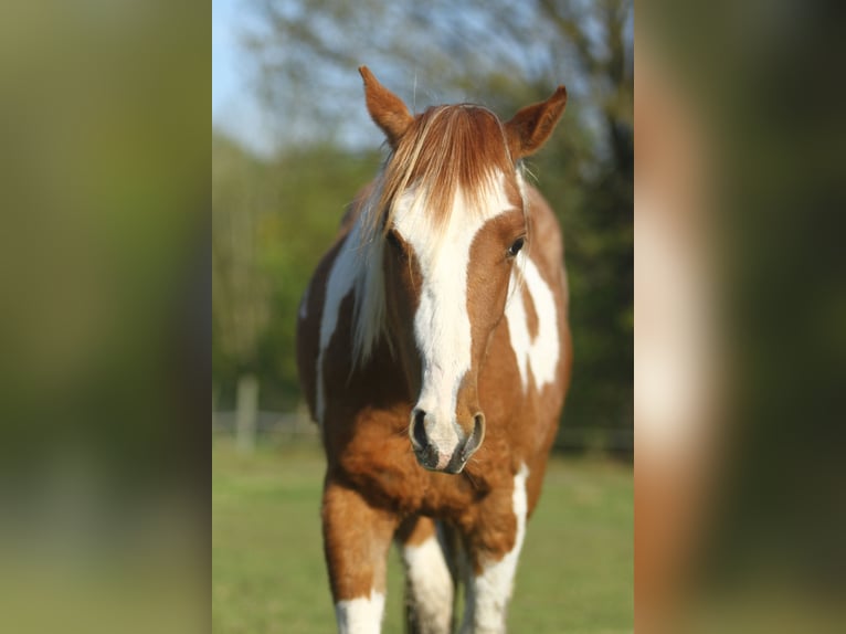 Paint Horse Gelding 3 years 14,2 hh Overo-all-colors in Dessel