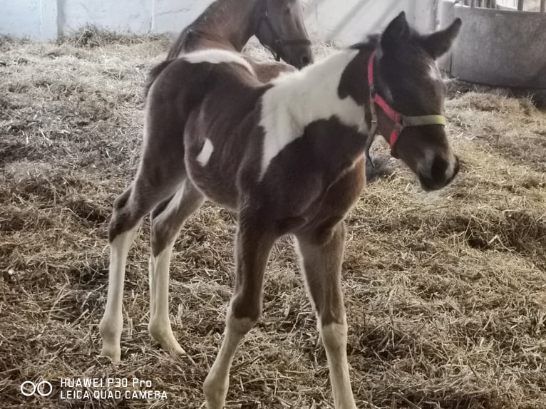 Paint Horse Gelding 3 years 14,2 hh Pinto in BETTELDORDF