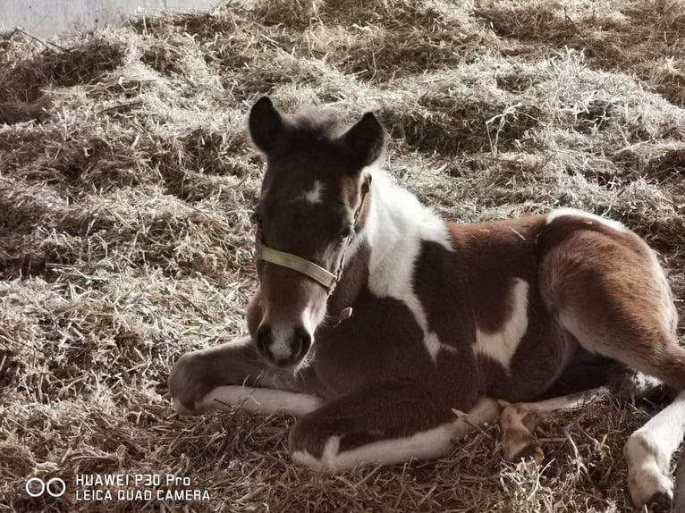 Paint Horse Gelding 3 years 14,2 hh Pinto in BETTELDORDF