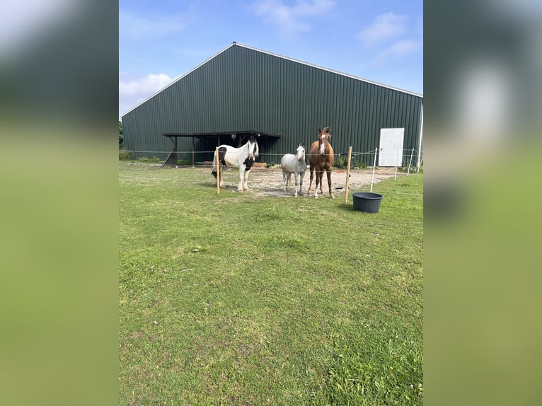 Paint Horse Gelding 3 years 14,2 hh Red Dun in Heerlen