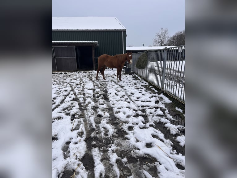 Paint Horse Gelding 3 years 14,2 hh Red Dun in Heerlen