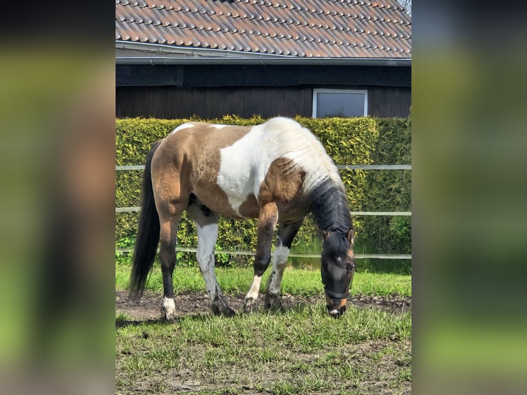 Paint Horse Mix Gelding 3 years 14,2 hh Tobiano-all-colors in Gägelow