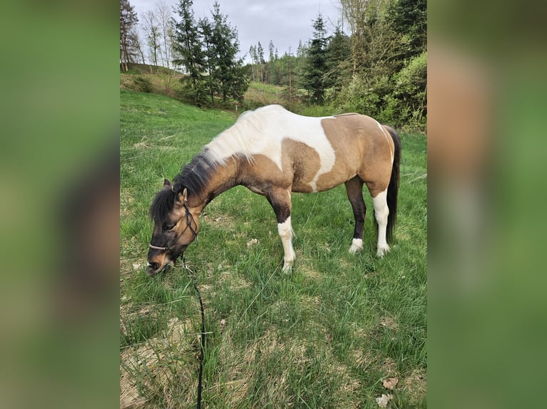 Paint Horse Mix Gelding 3 years 14,2 hh Tobiano-all-colors in Stockheim