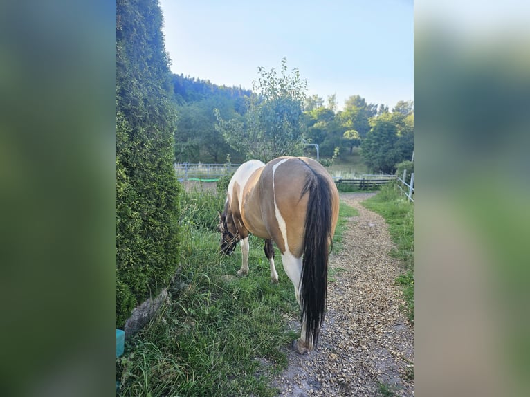 Paint Horse Mix Gelding 3 years 14,2 hh Tobiano-all-colors in Stockheim