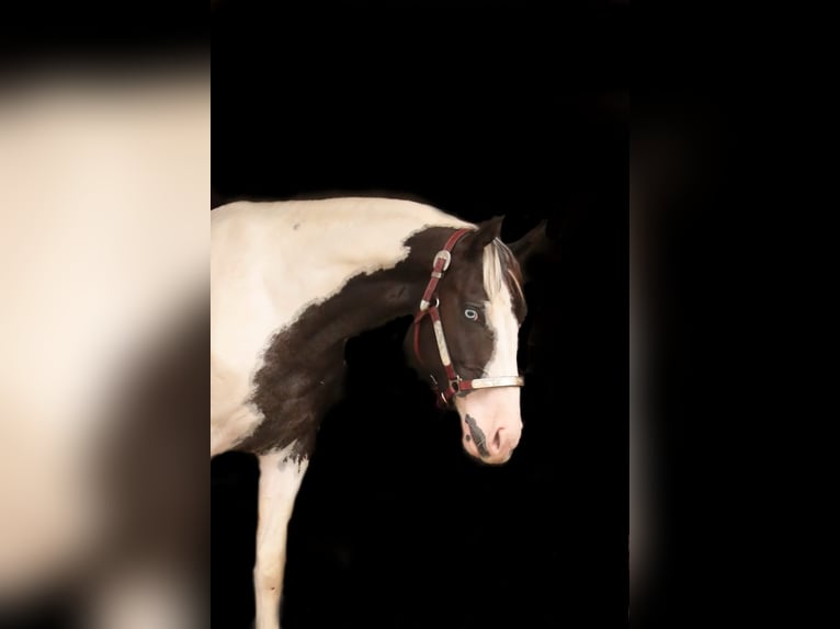 Paint Horse Gelding 3 years 14,2 hh Tovero-all-colors in Oberzent