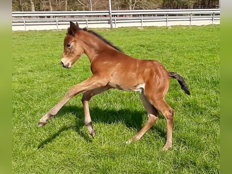 Paint Horse Gelding 3 years 14,2 hh Brown in Wildeshausen Paint Horse Gelding 3 years 14,2 hh Brown in Wildeshausen