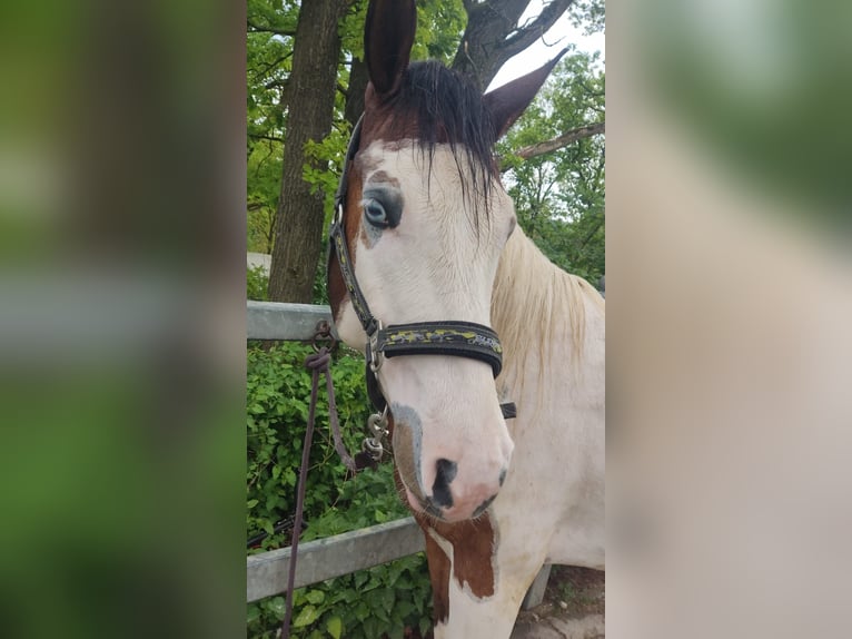 Paint Horse Gelding 3 years 14,2 hh Pinto in Walsdorf