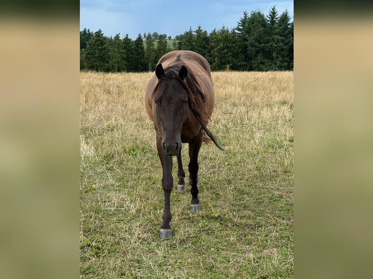 Paint Horse Gelding 3 years 14,3 hh Black in Daleiden