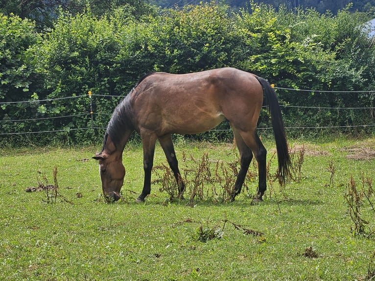 Paint Horse Gelding 3 years 14,3 hh Brown in Eggenthal