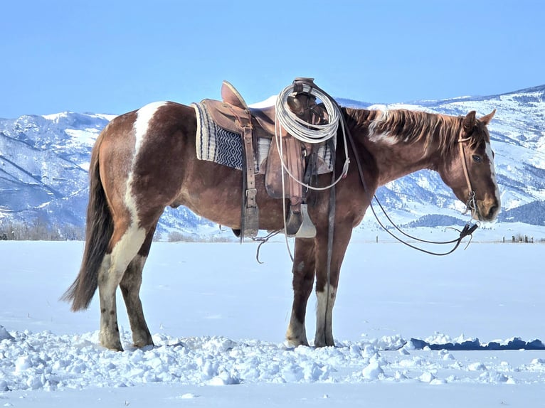 Paint Horse Gelding 3 years 14,3 hh Tobiano-all-colors in Ranchester, WY
