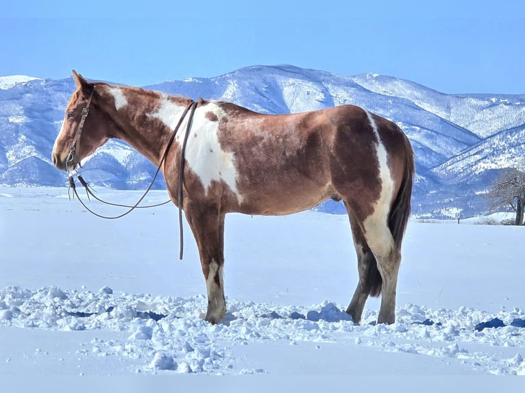 Paint Horse Gelding 3 years 14,3 hh Tobiano-all-colors in Ranchester, WY