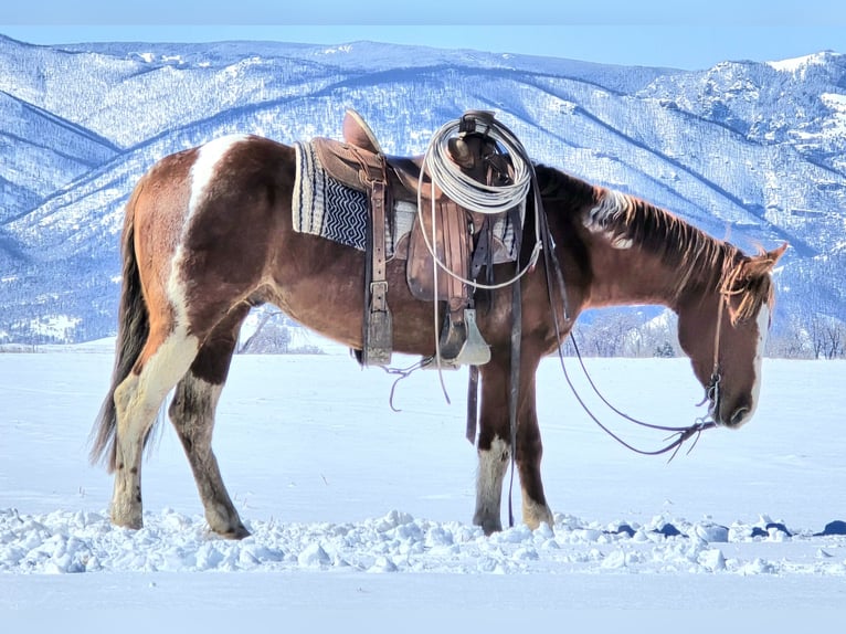 Paint Horse Gelding 3 years 14,3 hh Tobiano-all-colors in Ranchester, WY