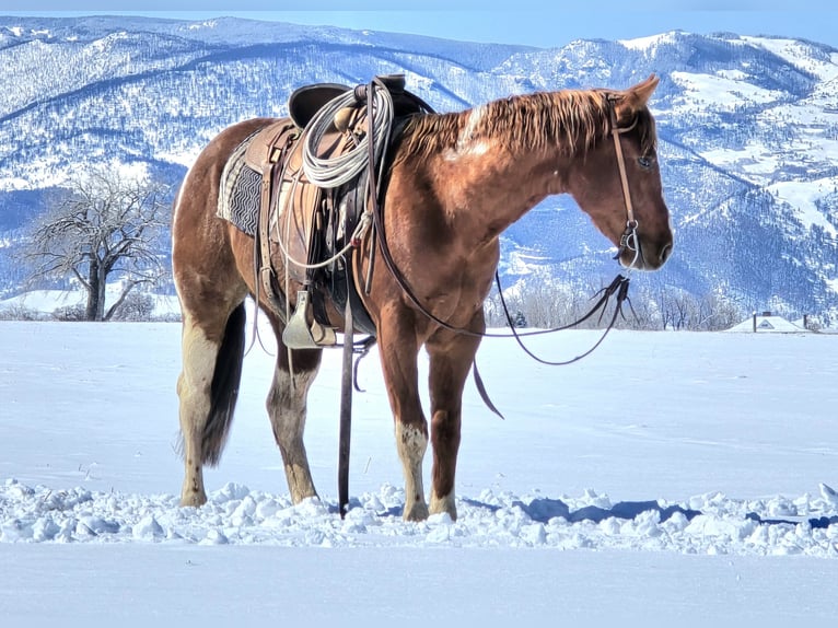 Paint Horse Gelding 3 years 14,3 hh Tobiano-all-colors in Ranchester, WY