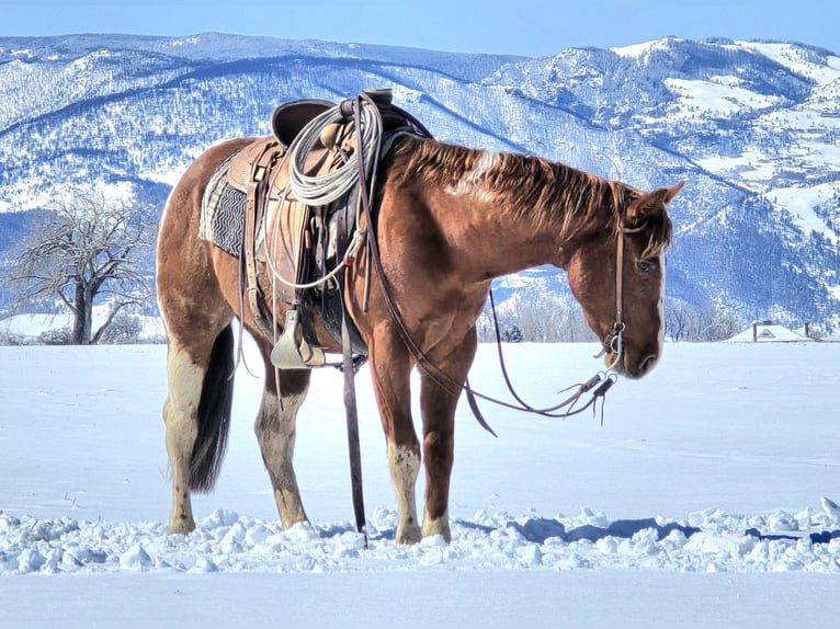 Paint Horse Gelding 3 years 14,3 hh Tobiano-all-colors in Ranchester, WY