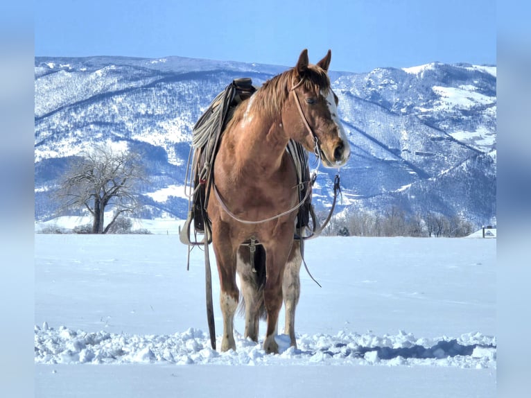 Paint Horse Gelding 3 years 14,3 hh Tobiano-all-colors in Ranchester, WY