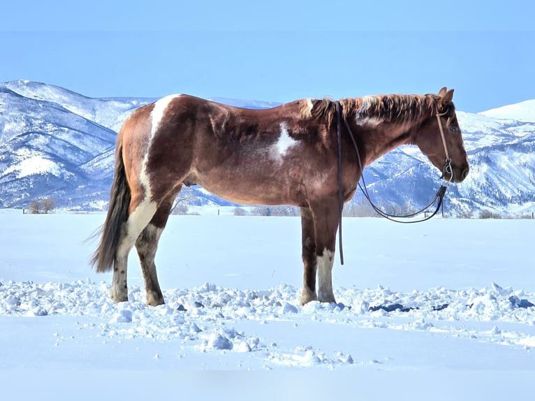 Paint Horse Gelding 3 years 14,3 hh Tobiano-all-colors in Ranchester, WY