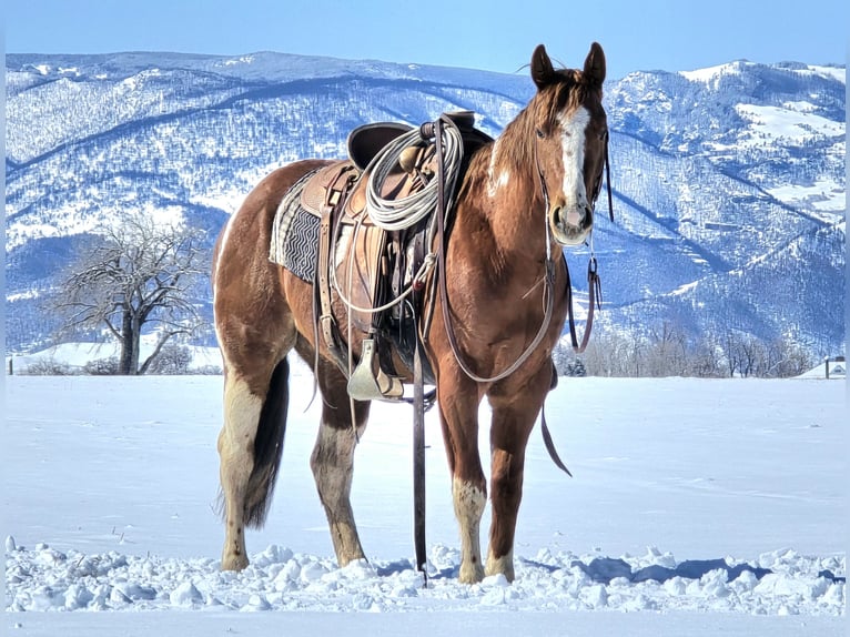 Paint Horse Gelding 3 years 14,3 hh Tobiano-all-colors in Ranchester, WY