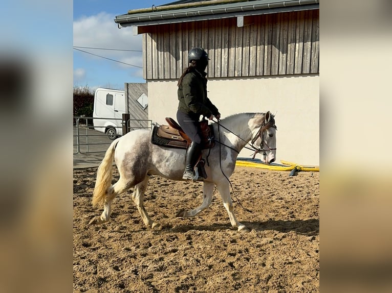 Paint Horse Mix Gelding 3 years 15 hh Pinto in Daleiden