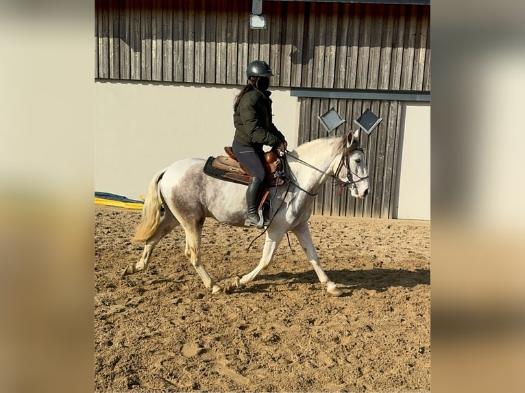 Paint Horse Mix Gelding 3 years 15 hh Pinto in Daleiden