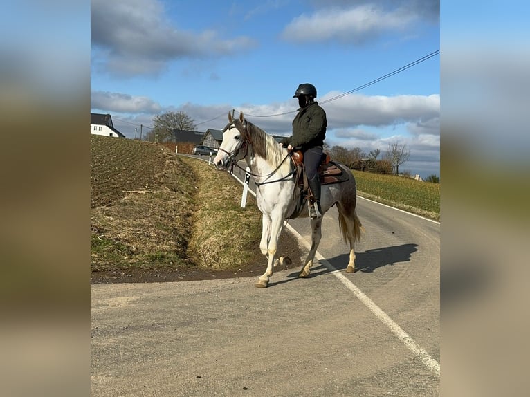 Paint Horse Mix Gelding 3 years 15 hh Pinto in Daleiden